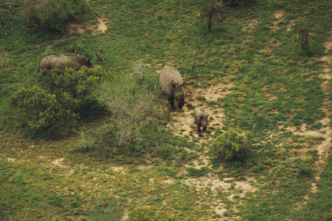 Aerial view of rhinos