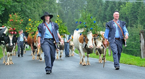 Hublot CEO Jean Claude Biver Treks 10 Miles in the Alps with Cows - Racked