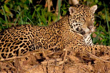 jaguars