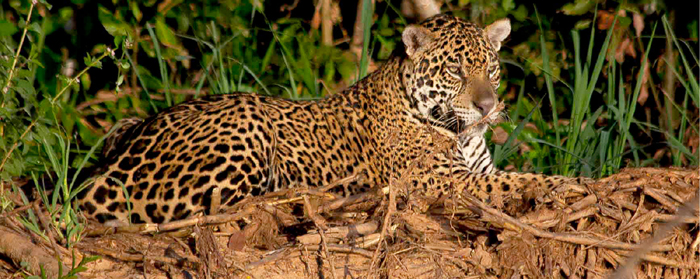 Pantanal Jaguars 