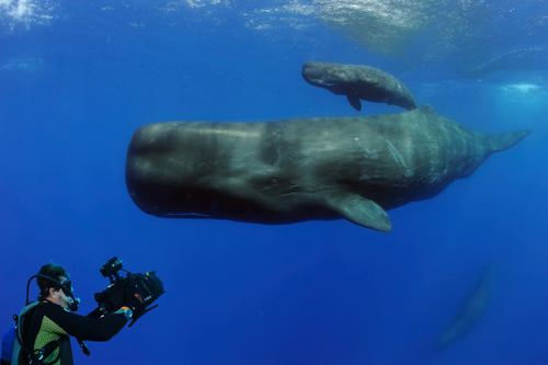 Underwater picture from the Planet Ocean film; (C) Andrew-Harcourt