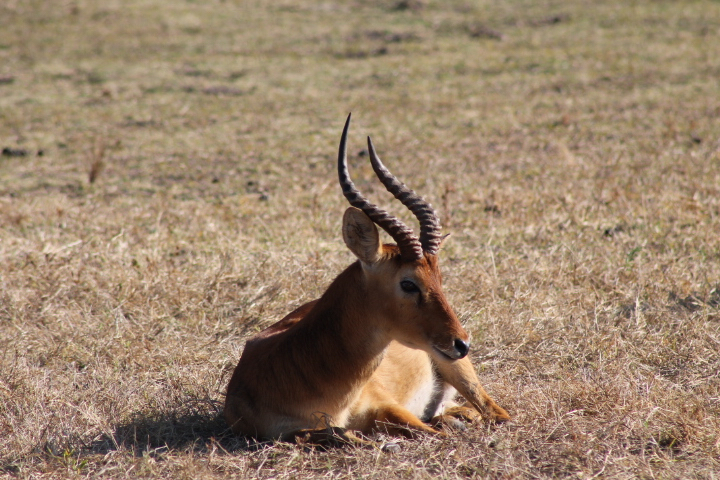 South African animals (Photo: R. Naas) 