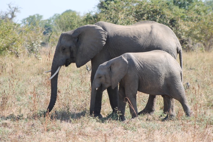 Peace Parks Foundation says they will not break up the elephants' social groups in the relocation. (Photo: R. Naas) 