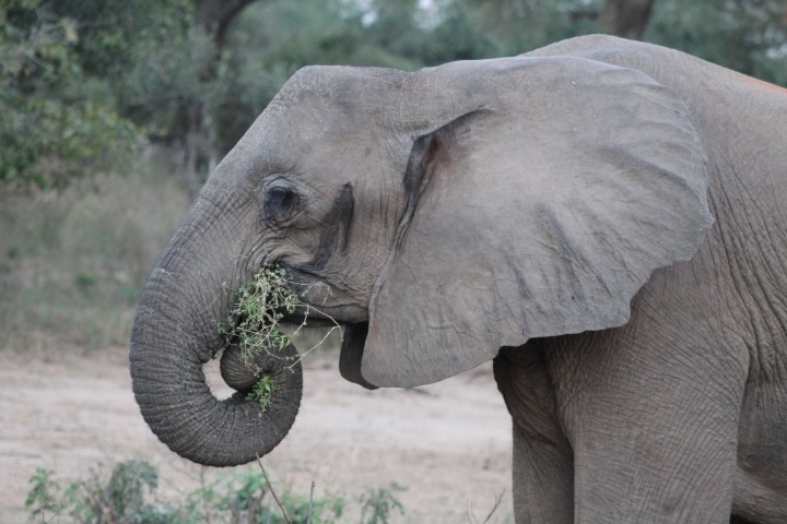 De Beers and Peace Parks Foundation are relocating 200 elephants in South Africa (Photo: R. Naas)