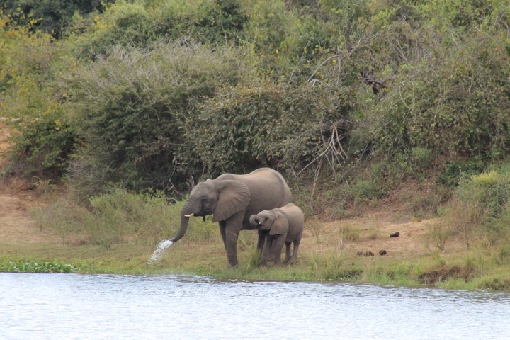 Peace Parks Foundation will monitor the relocated elephants to ensure they thrive. 