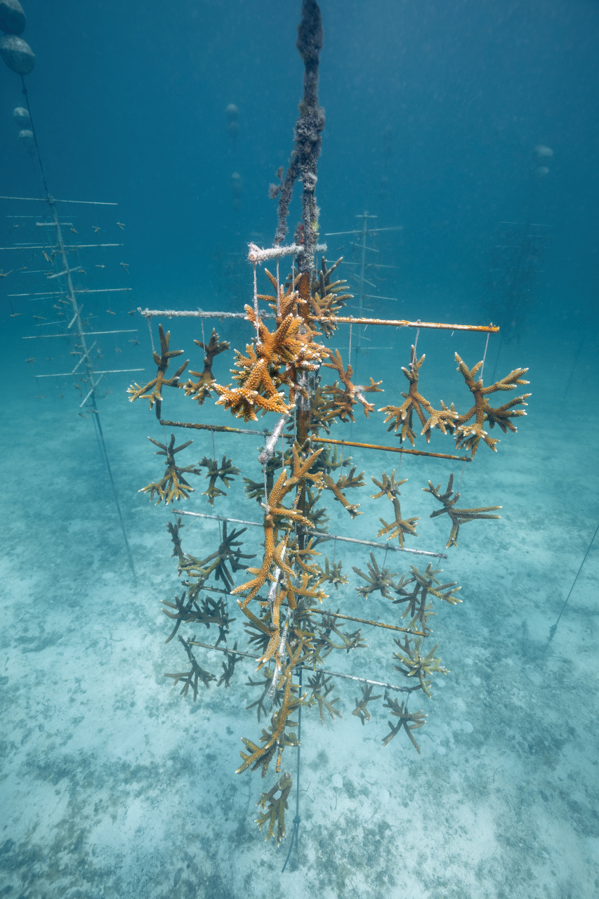 Coral Restoration Foundation