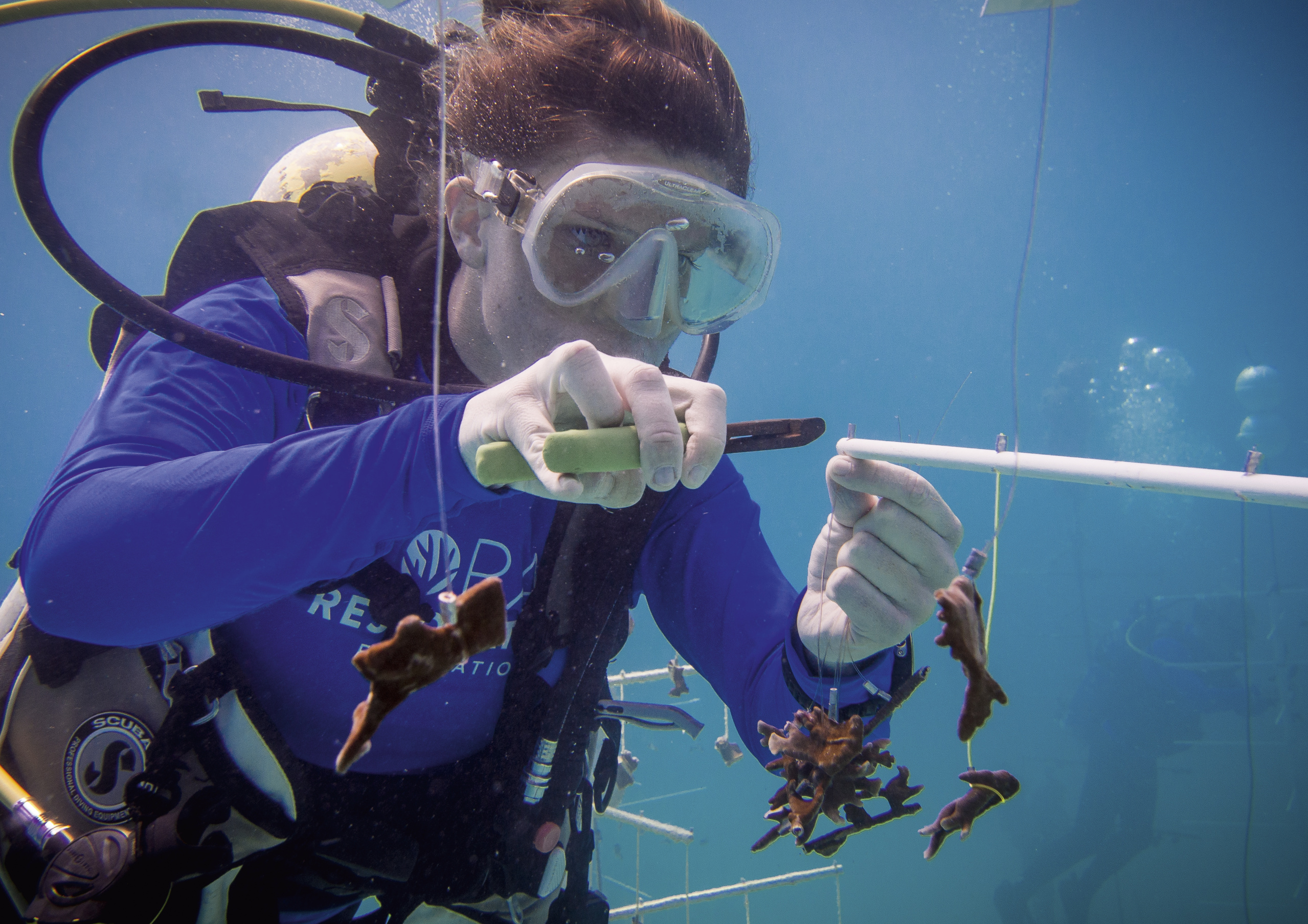 The Coral Restoration Foundation, Oris Carysfort Reef Limited Edition watch