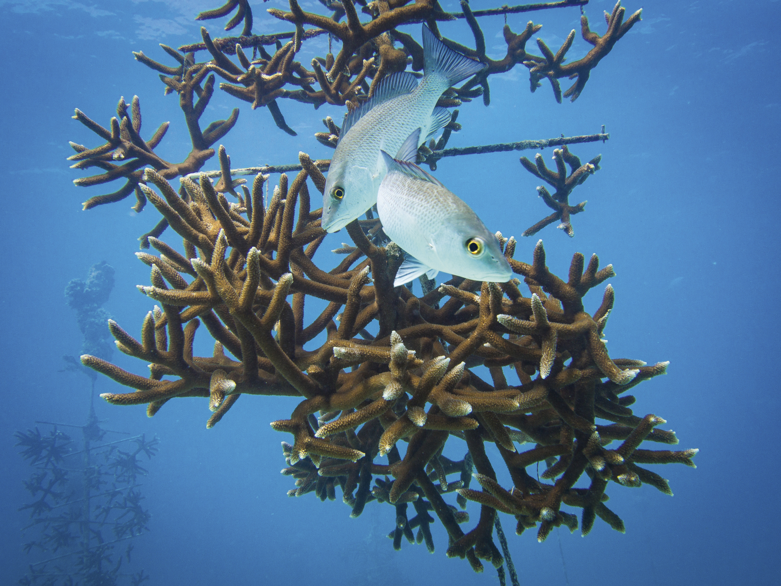 Coral trees by the Coral Restoration Foundation