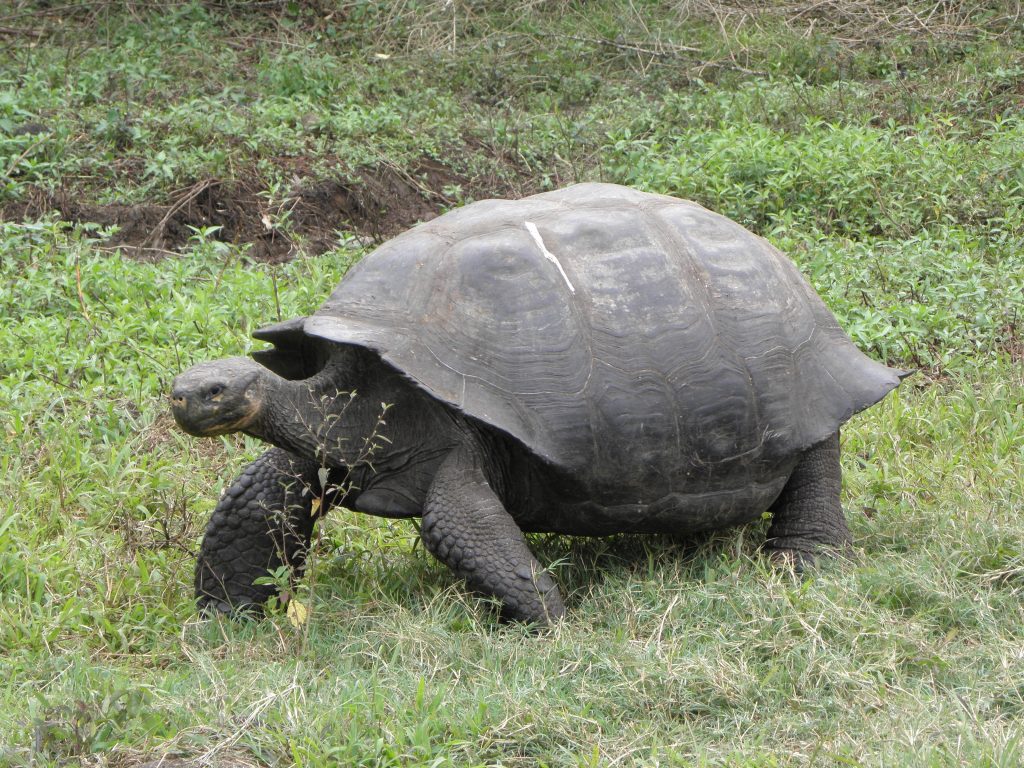 Tortoises in the Galapagos