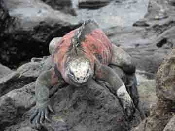 Galapagos-Islands-Iguana