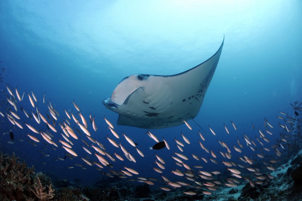 Reef Manta Ray, Manta alfredi, Dhiggaru Kandu, Ari Atoll, Maldives © Guy Stevens, Manta Trust 2015