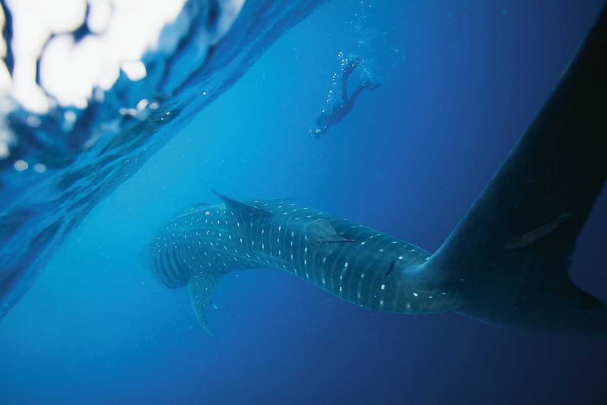 whale shark