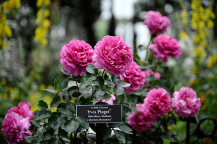 Yves Piaget Rose (r)  planted at the New York Arboretum in honor of Piaget Rose Day