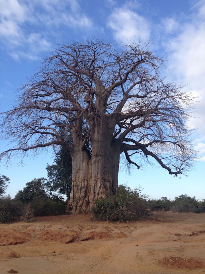 The ancient trees make for a dramatic appeal against the blue sky backdrop (photo: R.Naas/ATimelyPerspective)