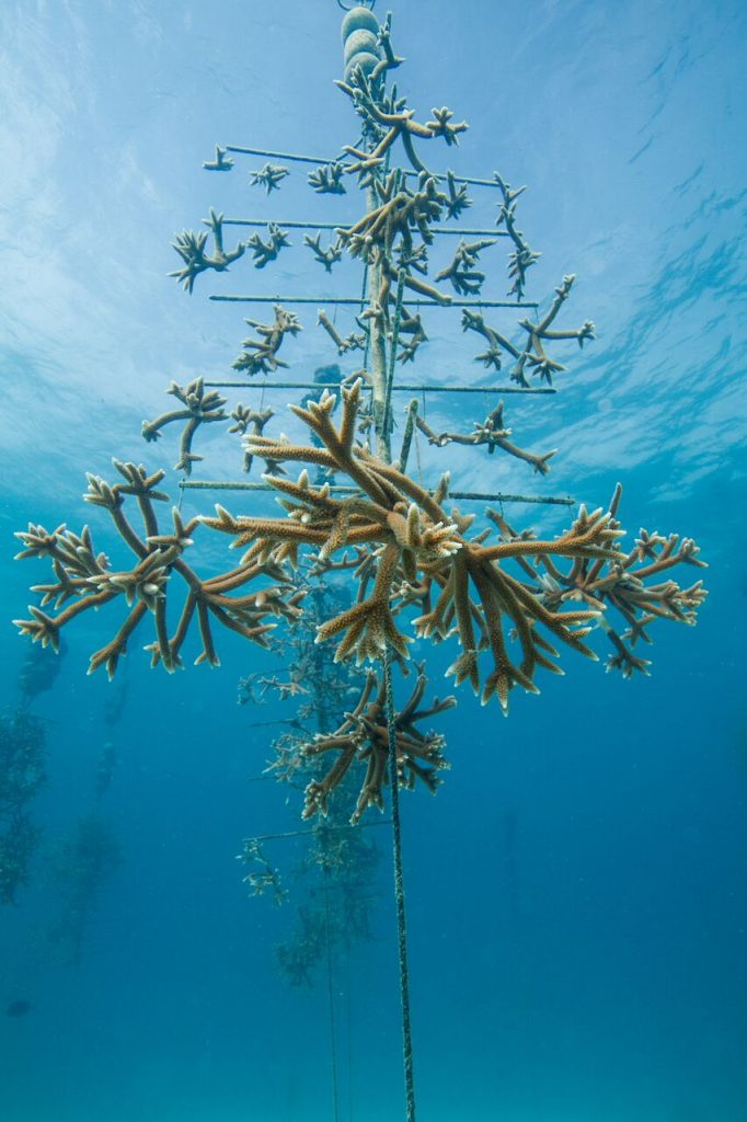 The underwater "trees' in the nurseries of the Coral Restoration Foundation -- here the small pieces of coral are tagged and nurtured for nine months at a time. 
