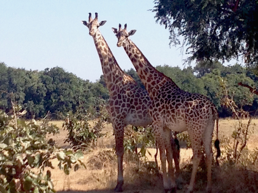 Game drives yield amazing sights in Zambia (photo: R.Naas/ATimelyPerspective)