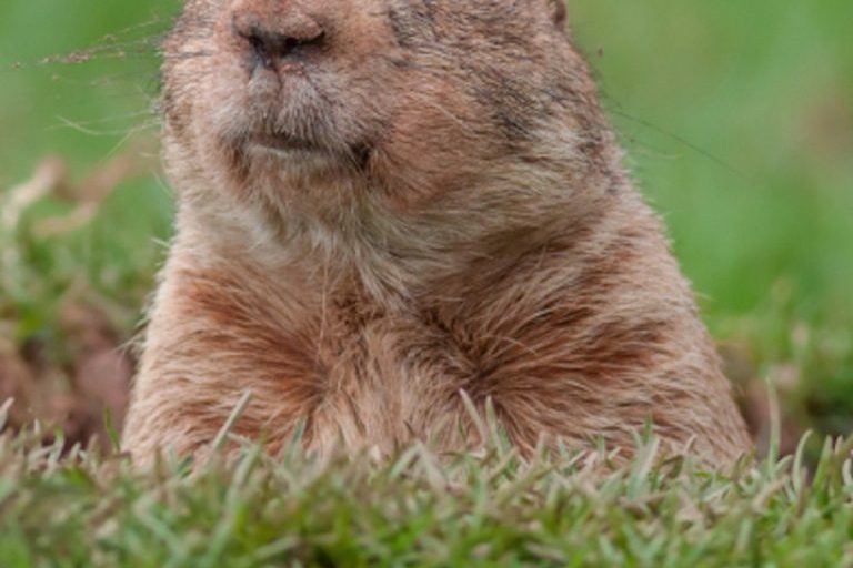 Ground hog day
