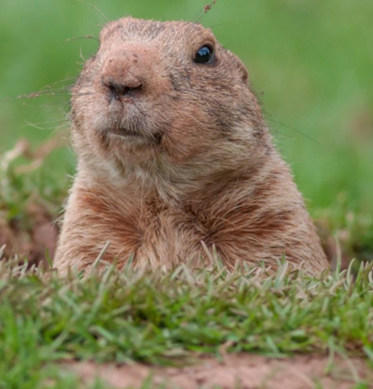 Ground hog day