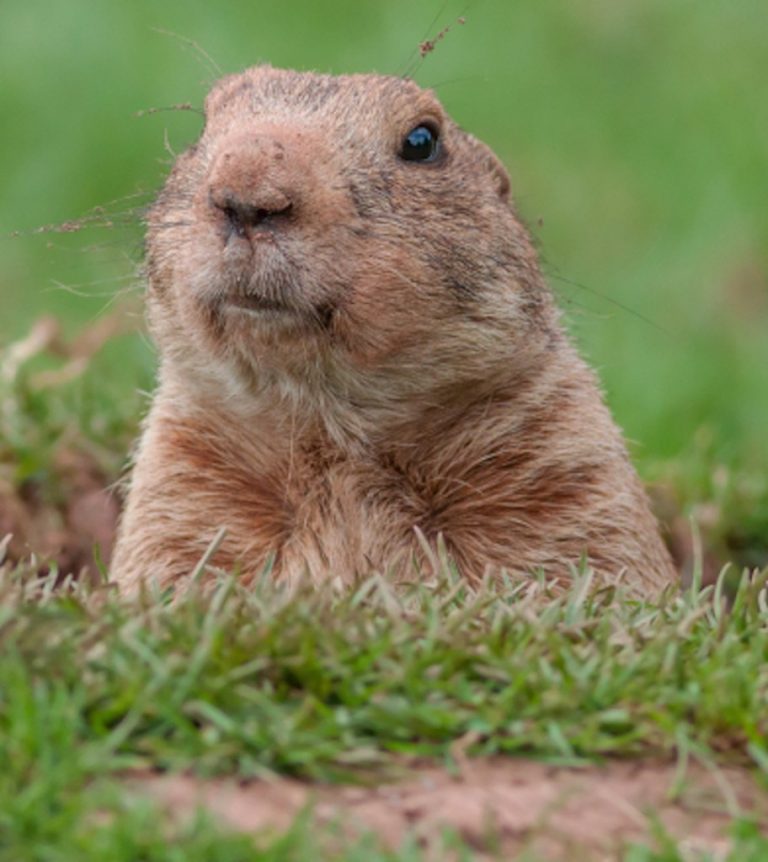 Ground hog day 