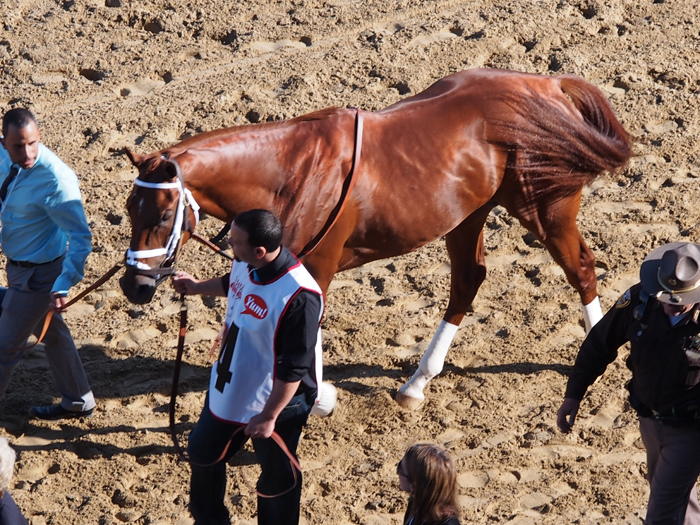 Walking the horses to ready them for the Kentucky Derby race. (Photo (c) Roberta Naas) 