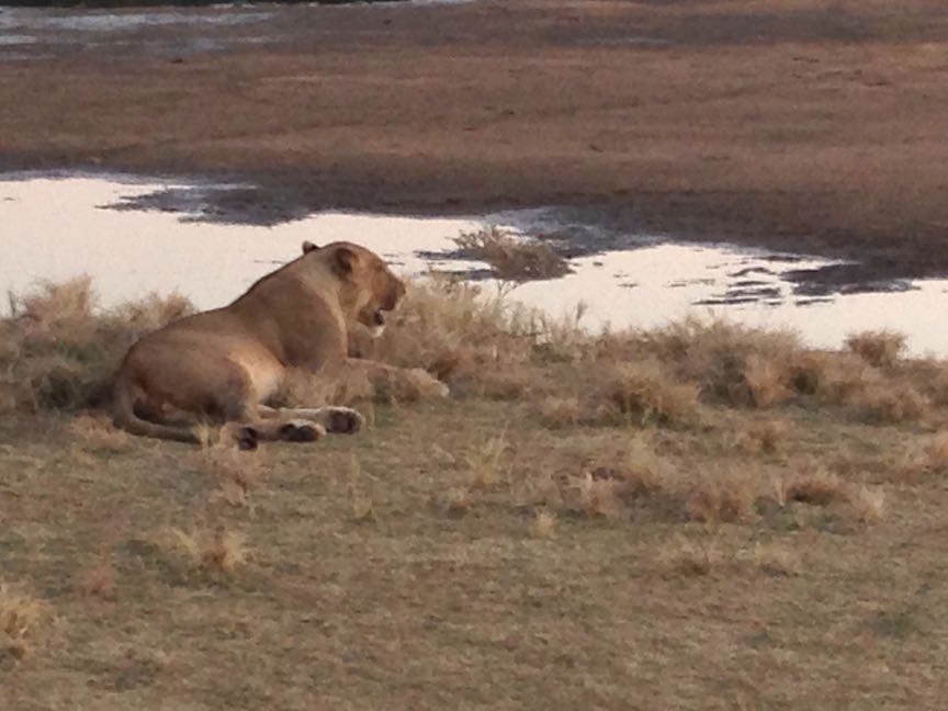 Lioness at dusk on the river's edge (photo: R.Naas/ATimelyPerspective)