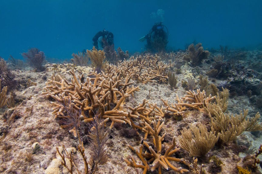 Staghorn coral on the coral reefs in the Florida Keys. 