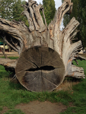 The oak tree that re-ignited the current relationship between Breguet and Petit Trianon. 