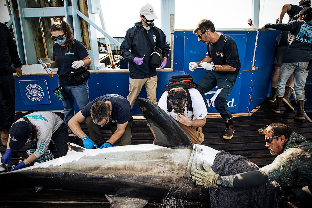 ocearch and Ulysse Nardin