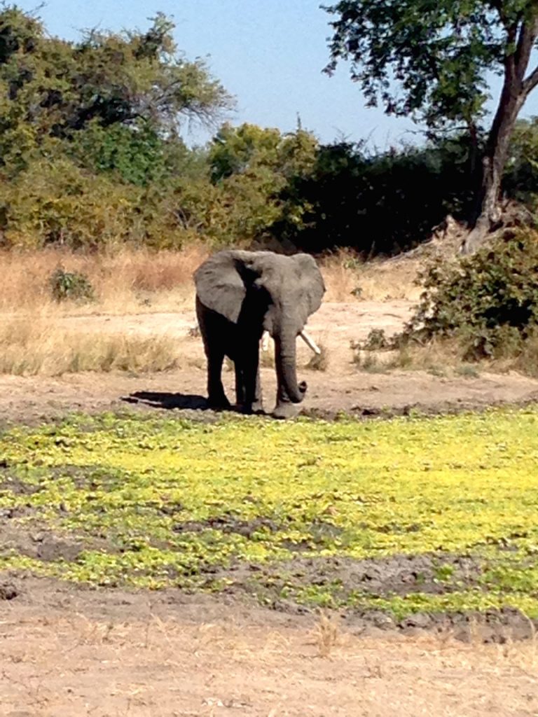 A lone elephant at a watering hold (photo: R.Naas/ATimelyPerspective)