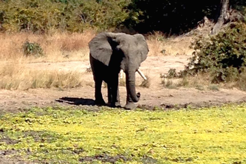 single-elephant-at-water-hole