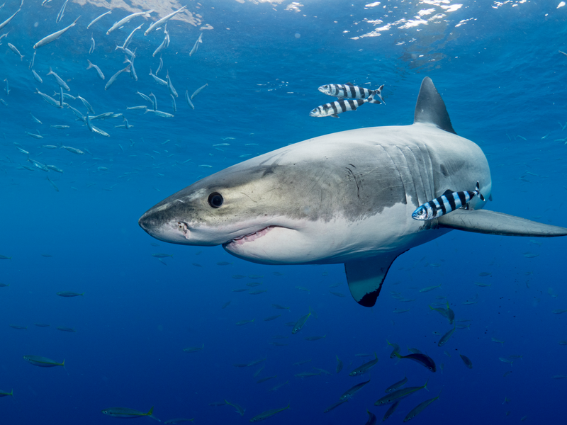 Ulysse Nardin has a live shark as its first shark brand ambassador and supports shark conservation.